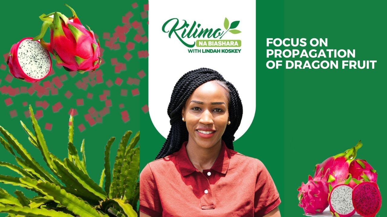Dragon Fruit Startup: Discover the secrets to boosting you dragon fruit yield