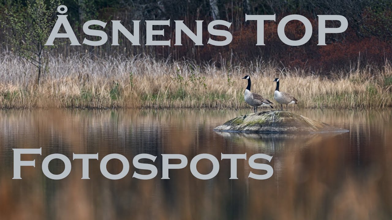 Unsere Top Fotospots am Åsnen (Schweden)