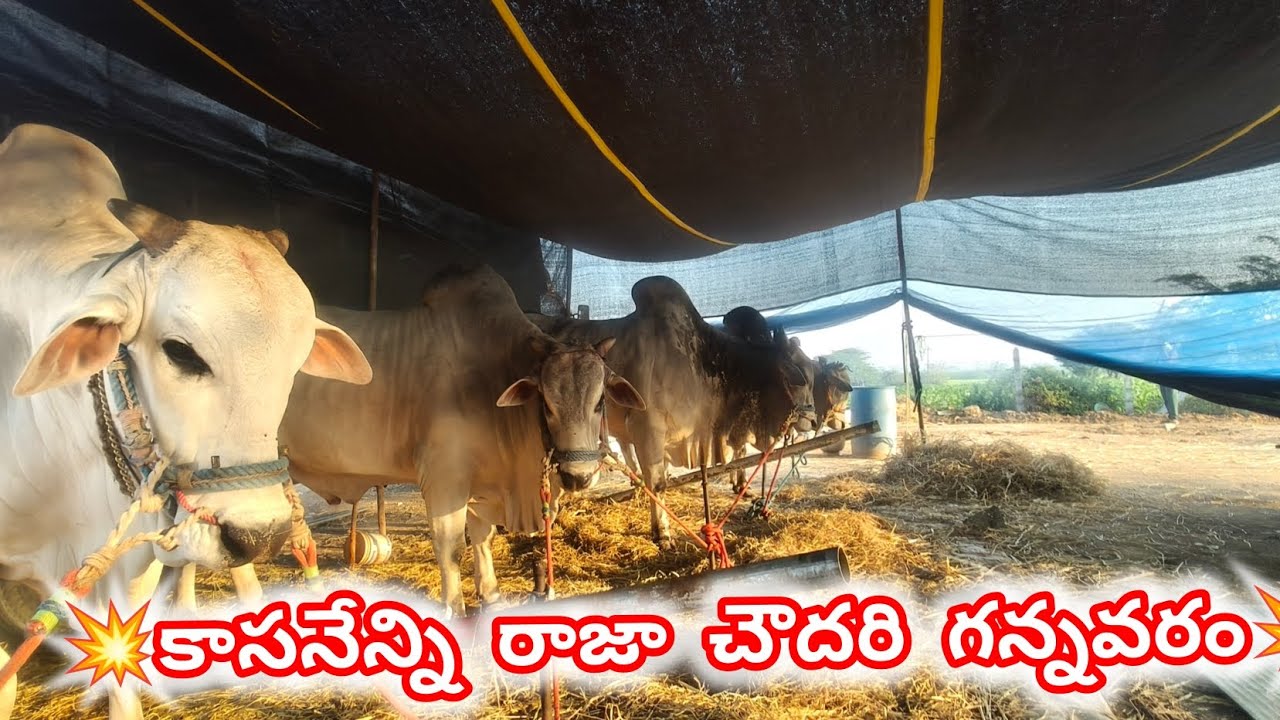 మామిళ్ళపల్లి సీనియర్ విభాగం కి వచ్చినటువంటి జత💥 కాసనేన్ని రాజా చౌదరి గన్నవరం