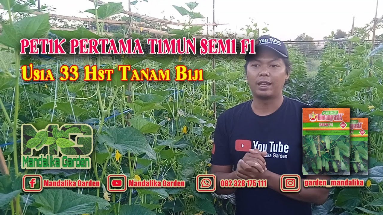 Petik Pertama Timun Semi F1 Usia 33 Hari Tanam Biji || Budidaya Timun || Mandalika Garden