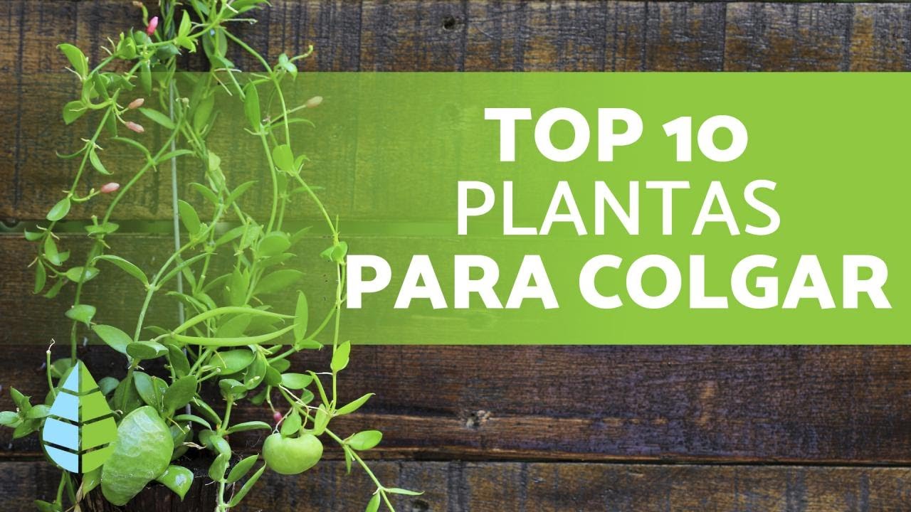 10 Plantas COLGANTES de INTERIOR 🌿 ¡Nombres y Más!