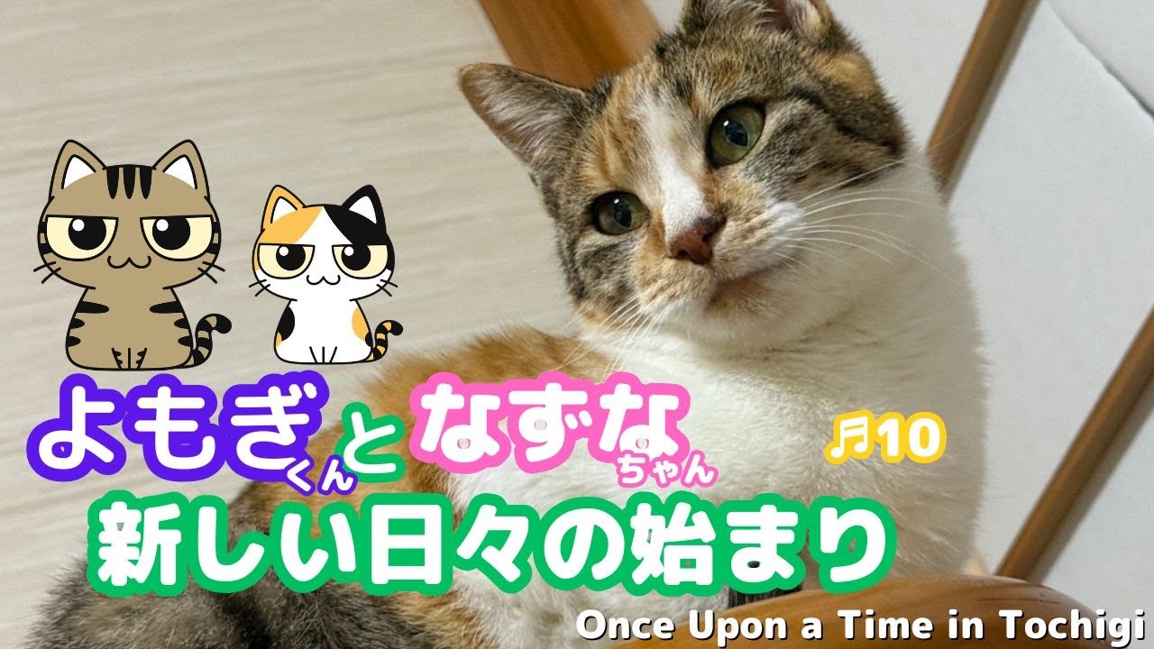 我が家にまた!?子ねこがやってきた。よもぎとなずなの新しい日々。