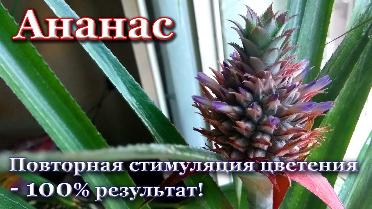 Повторно стимулируем цветение ананаса - 100% результат!👍