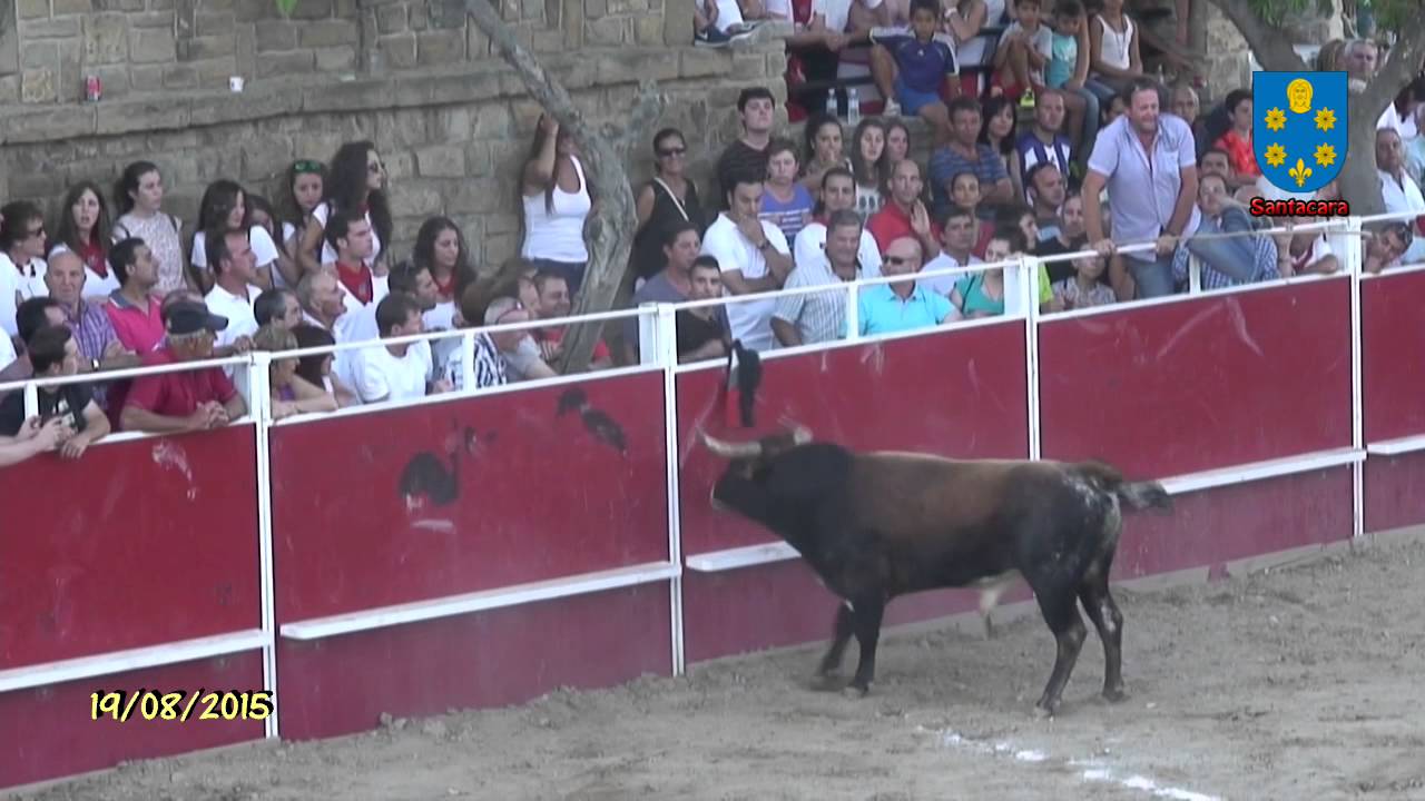 Tv Santacara   19 08 2015   Vacas en la Plaza