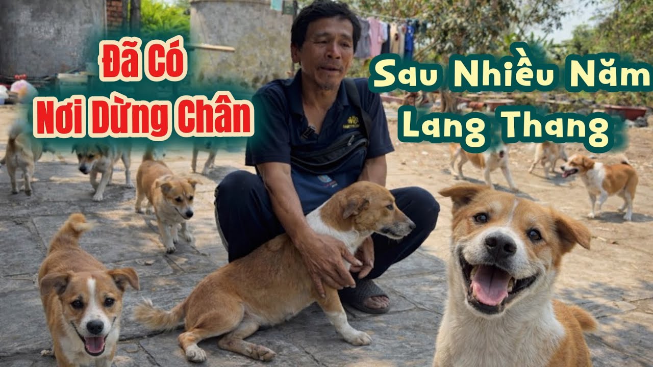Nhìn đàn chó của vợ chồng anh Hùng được thoát cảnh ngồi như ém mấn trên xe ai củng rơi nước mắt
