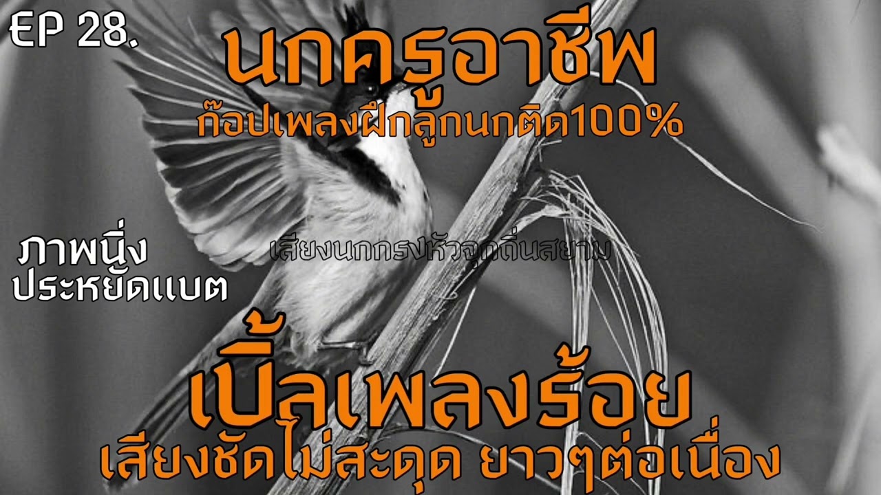 เสียงนกกรงหัวจุก เบิ้ลเพลงร้อย ยาวๆต่อเนื่อง! ก๊อปเพลงฝึกนกติดง่ายๆ #เสียงนกเบิ้ล #นกครูอาชีพ