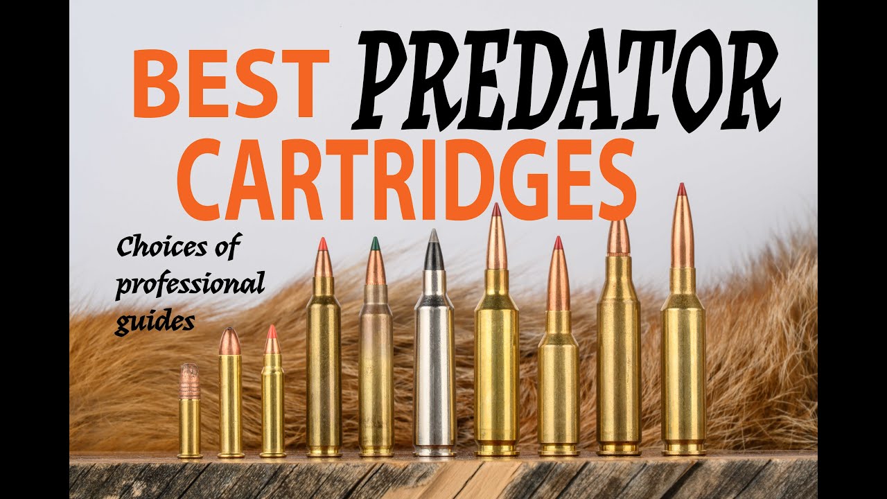 Best Cartridges for Predators & Varmints : Choices of Professional Guides
