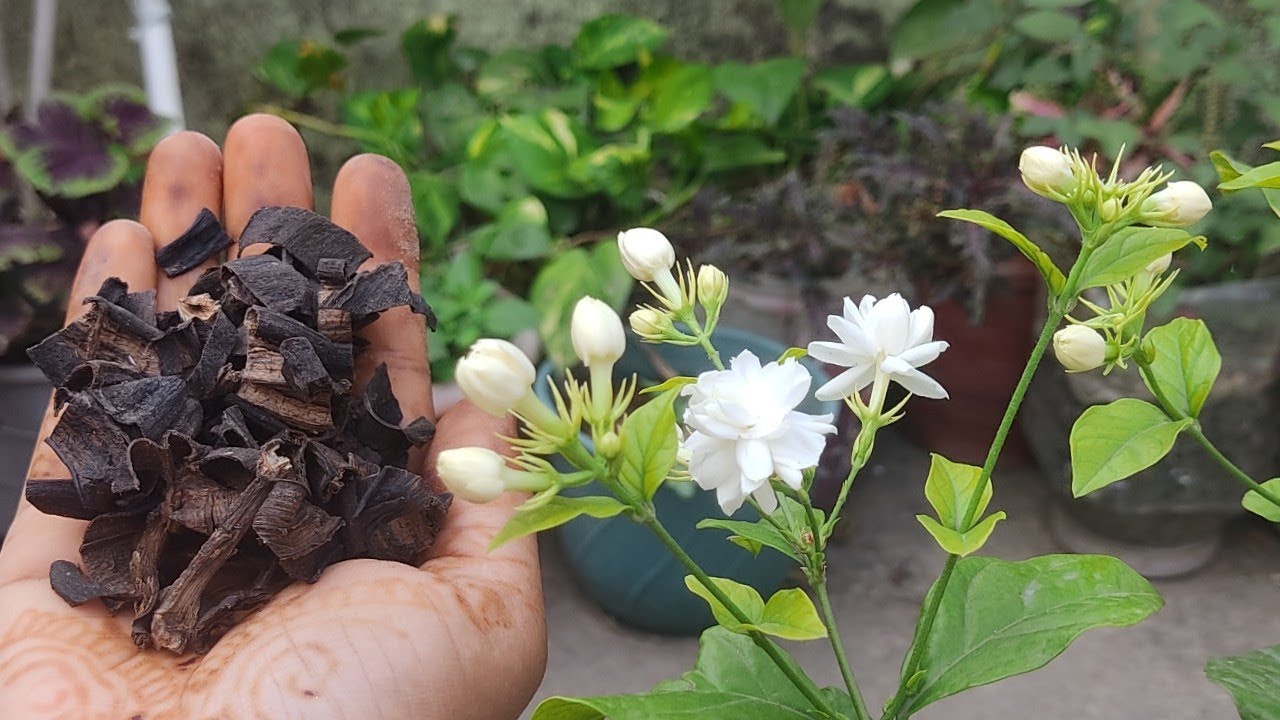 सिर्फ 2 काम करे 5 से 6 दिनों मे मोगरा🌼 फूलों से भर जायेगा | mogra plant fertilizer & flowering tips