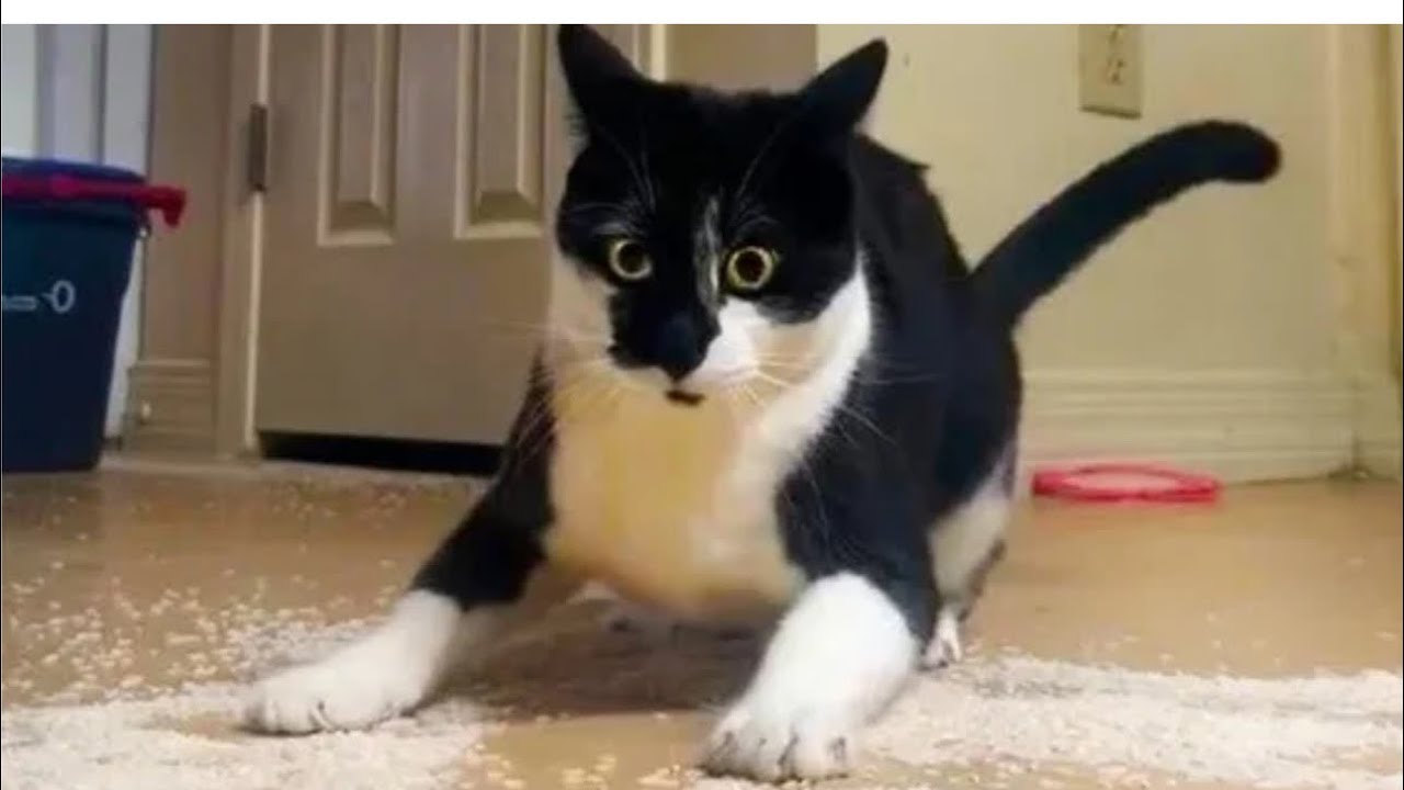 Funniest cats and dogs 2026 so far. NEW FUNNIEST VIDEOS COMPILATION 