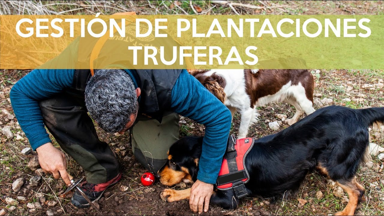 PLANTACIÓN de TRUFA. GESTIÓN de FINCAS. GUÍA y TIPS!