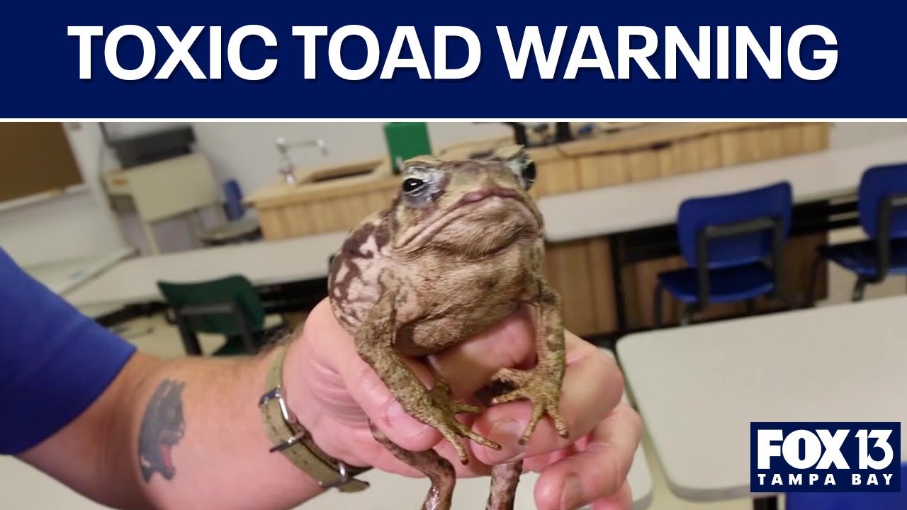 Cane toads in Florida can kill pets