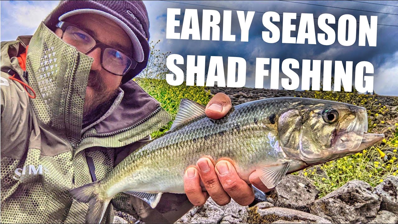 Bank Fishing Early Season American Shad [Bonneville Dam]