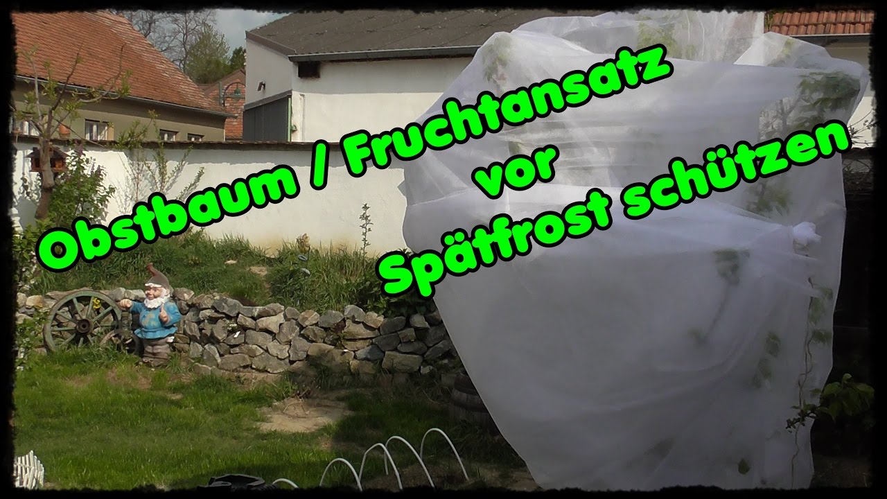 Obstbaum / Fruchtansatz / Obstbl&uuml;te vor Sp&auml;tfrost sch&uuml;tzen / Gartentipp