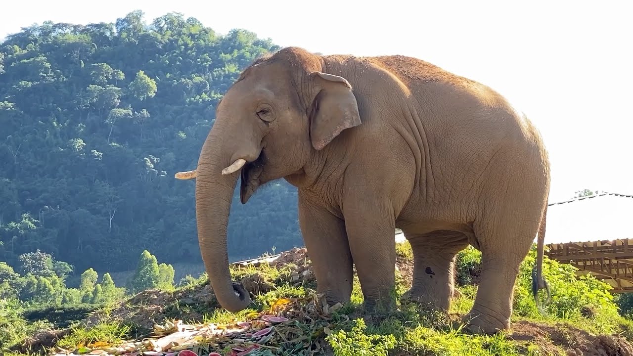 A Special Day for Elephant Navann &mdash; The Gentle Giant Turns 13 - ElephantNews