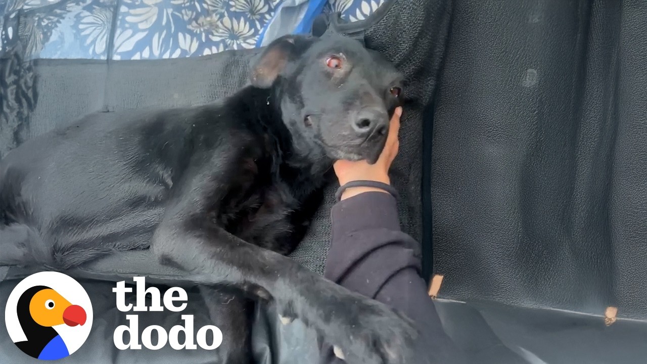 Pregnant Mama Dog Survives Getting Shot And Meets Her TWIN | The Dodo