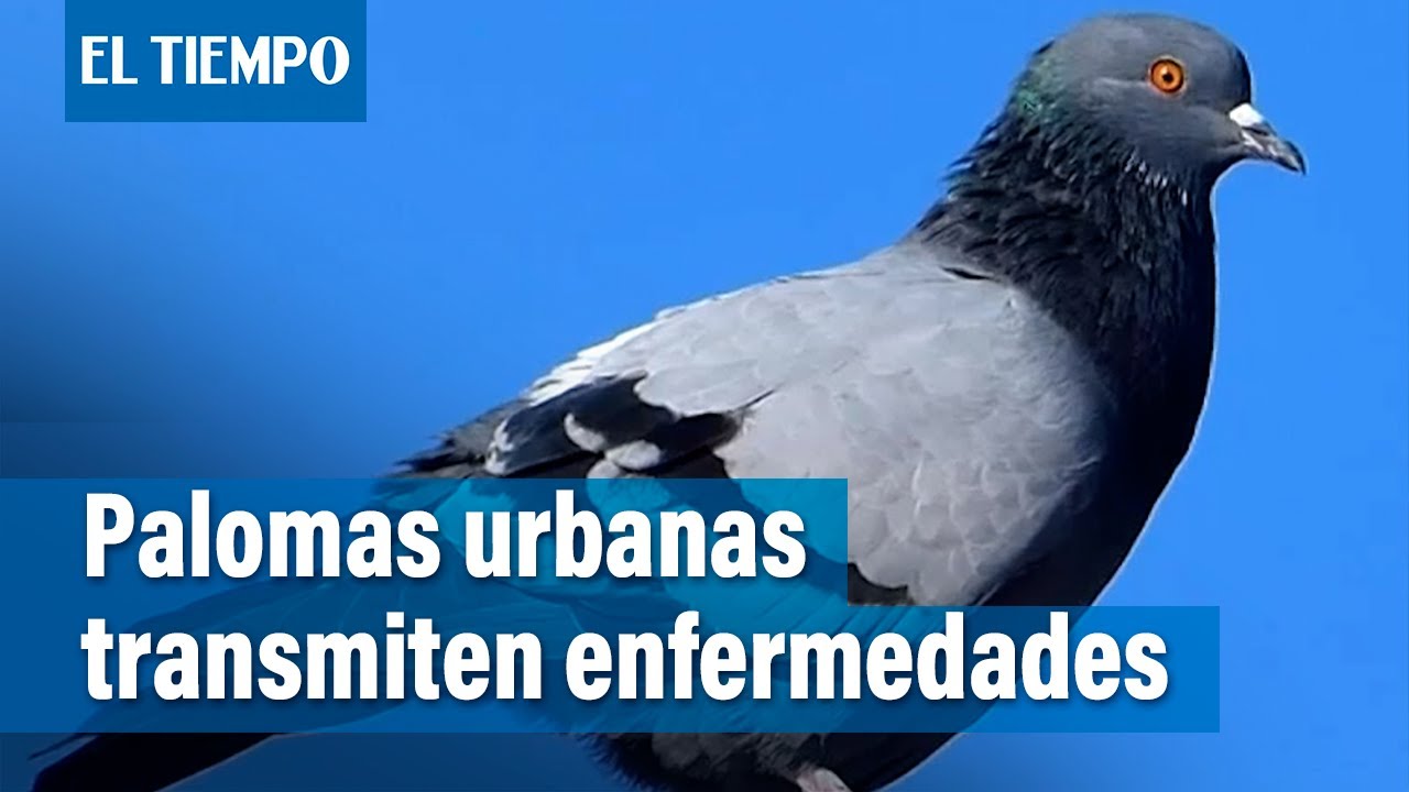 ¿Palomas urbanas trasmiten enfermedades? | El Tiempo