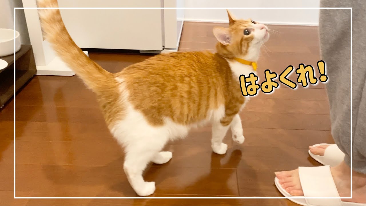 茶白猫がご飯の名前を聞くと豹変しちゃう様子がこちらです。笑【4K猫動画】