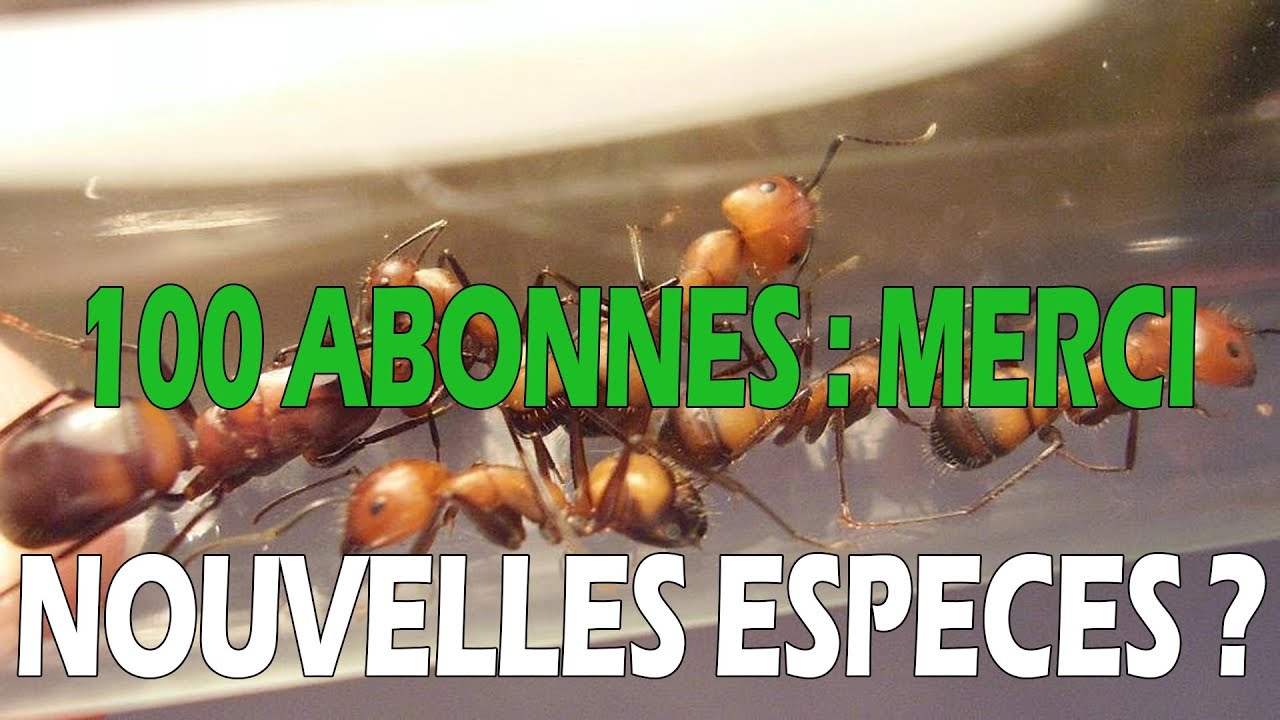 100 abonnés - Prochaines espèces - Suivi élevage fourmis
