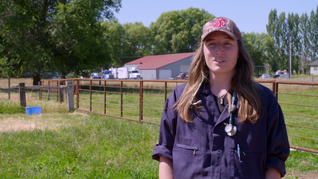 Training Future Livestock Veterinarians | WSU Veterinary College | Washington Grown