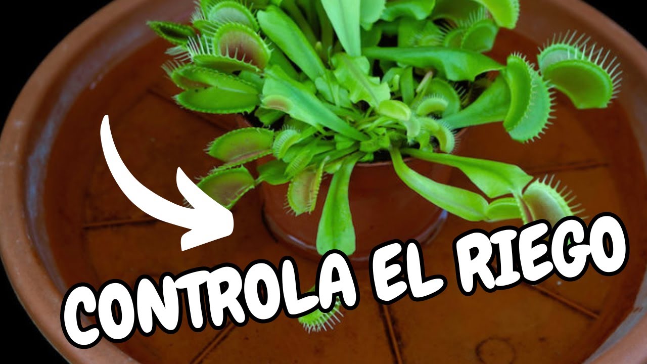 CARNÍVORAS que MUEREN con la inundación prolongada
