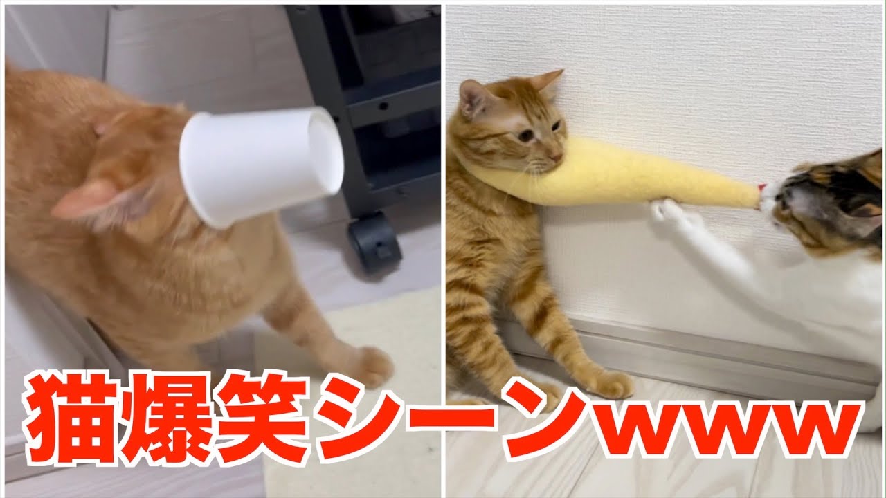 ゲラな飼い主の笑い声集２（猫爆笑シーン）