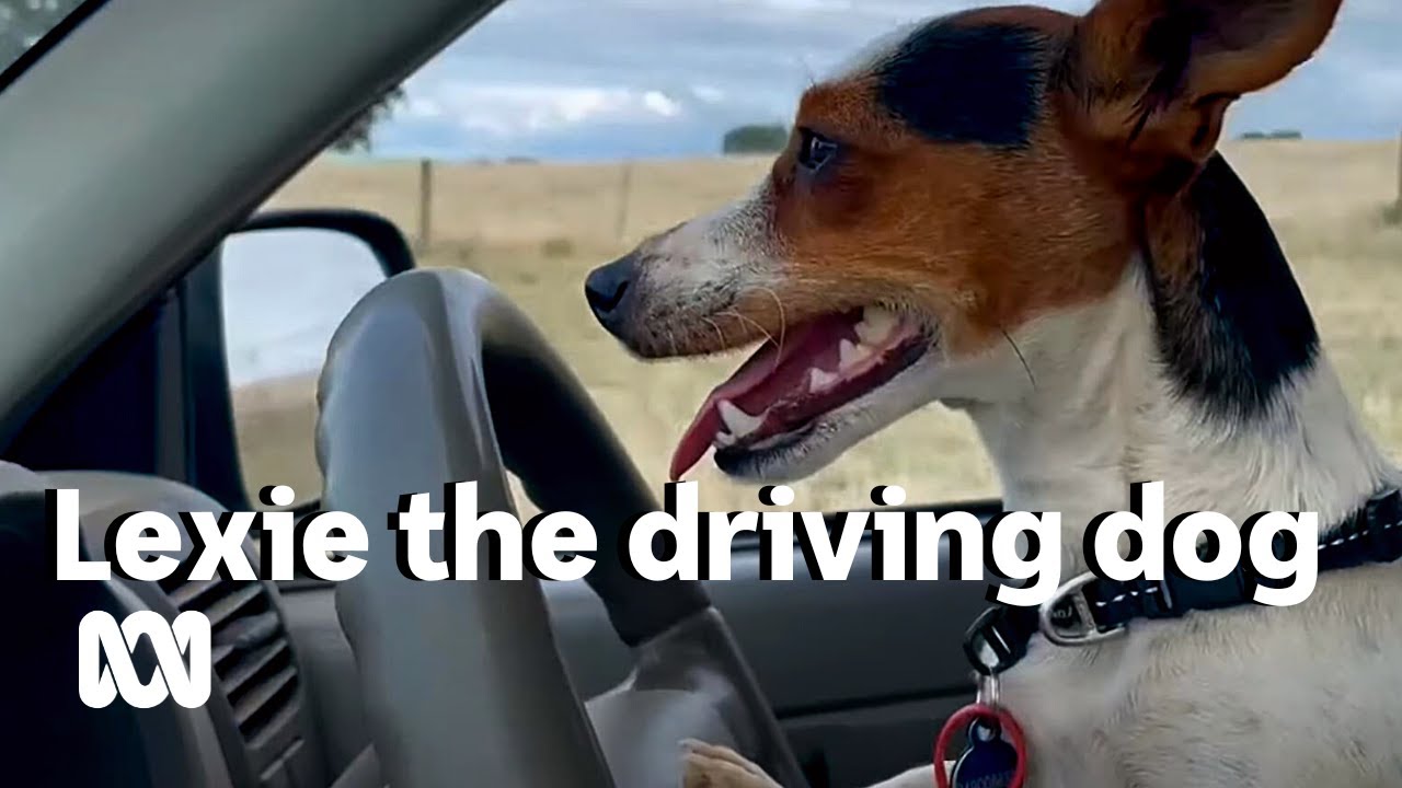 Lexie the driving dog is a jack russell who thinks she&rsquo;s an Aussie sheepdog 🐕🚗 | ABC Australia
