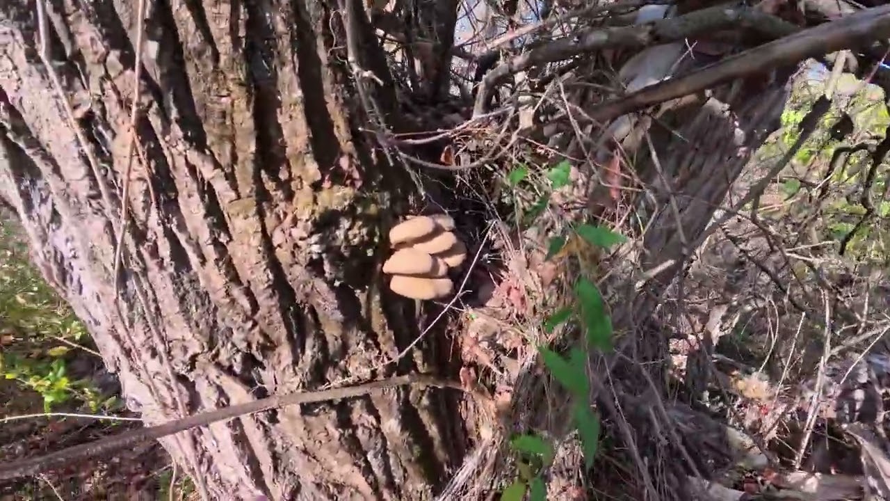 Agaricus campestris în noapte, Pleurotus și Ghebe ziua!