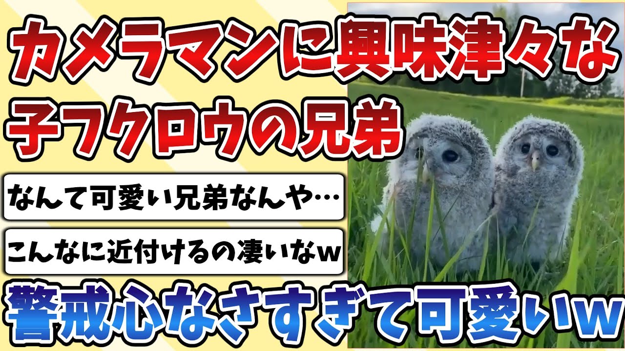 【2ch動物スレ】カメラマンに興味津々な子供の『フクロウ』の兄弟が心配になるほど警戒心がなさすぎる姿がこちらｗｗｗ