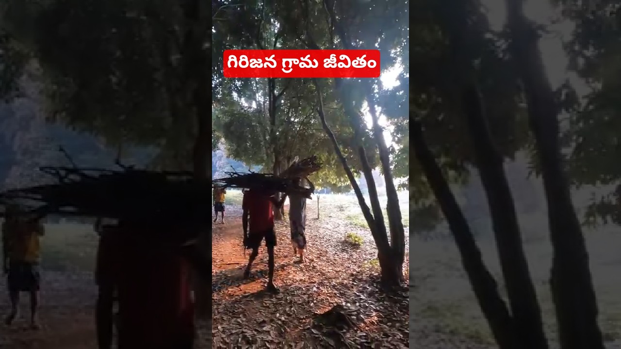 Paderu area tribal village videos || Andhra Pradesh village lifestyle