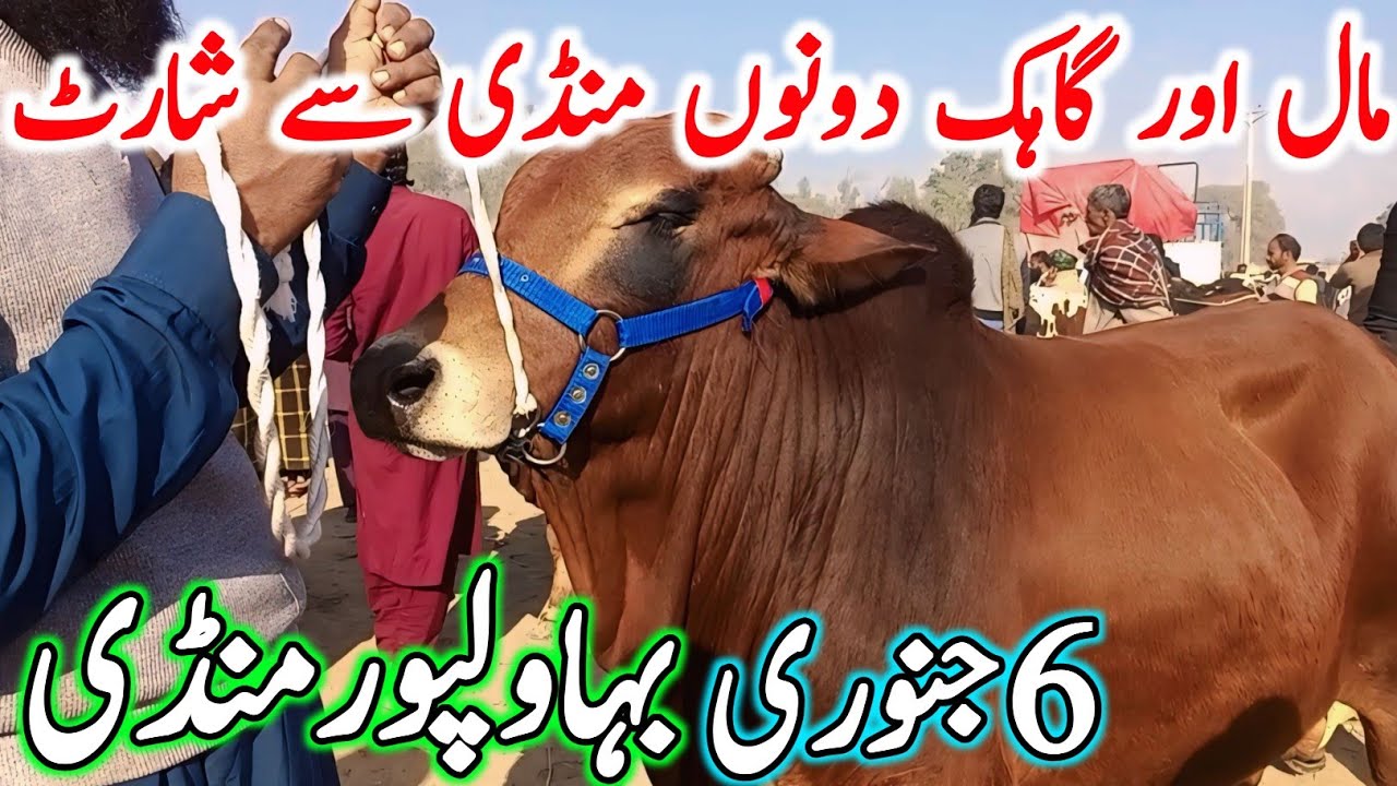 Today Bhawalpur Cow Mandi Fresh Latest Update | Cholistani Sahiwal Bachre Bachrian | Cow Mandi 2025🔥