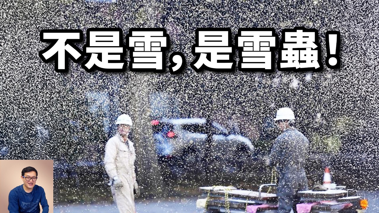 最強大的克隆機器，召喚初雪的「雪妖精」，日本北海道雪蟲爆發之謎！一個關於春運的故事…【老肉雜談】#動物 #昆蟲 #生物 #雪蟲 #雪蟲爆發