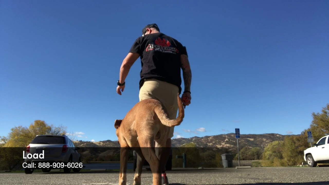 Pit Bull/Rottweiler Mix 