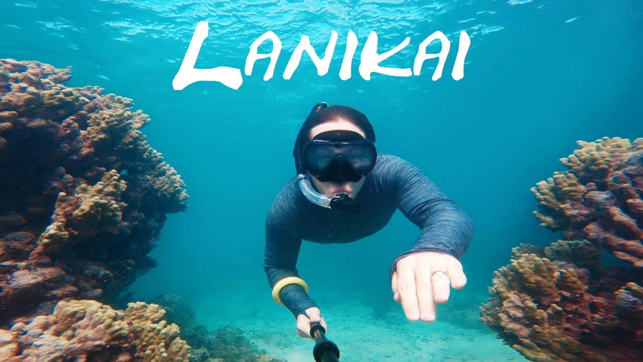 SHARK Sighted! Lanikai Beach Snorkeling, Oahu Hawaii