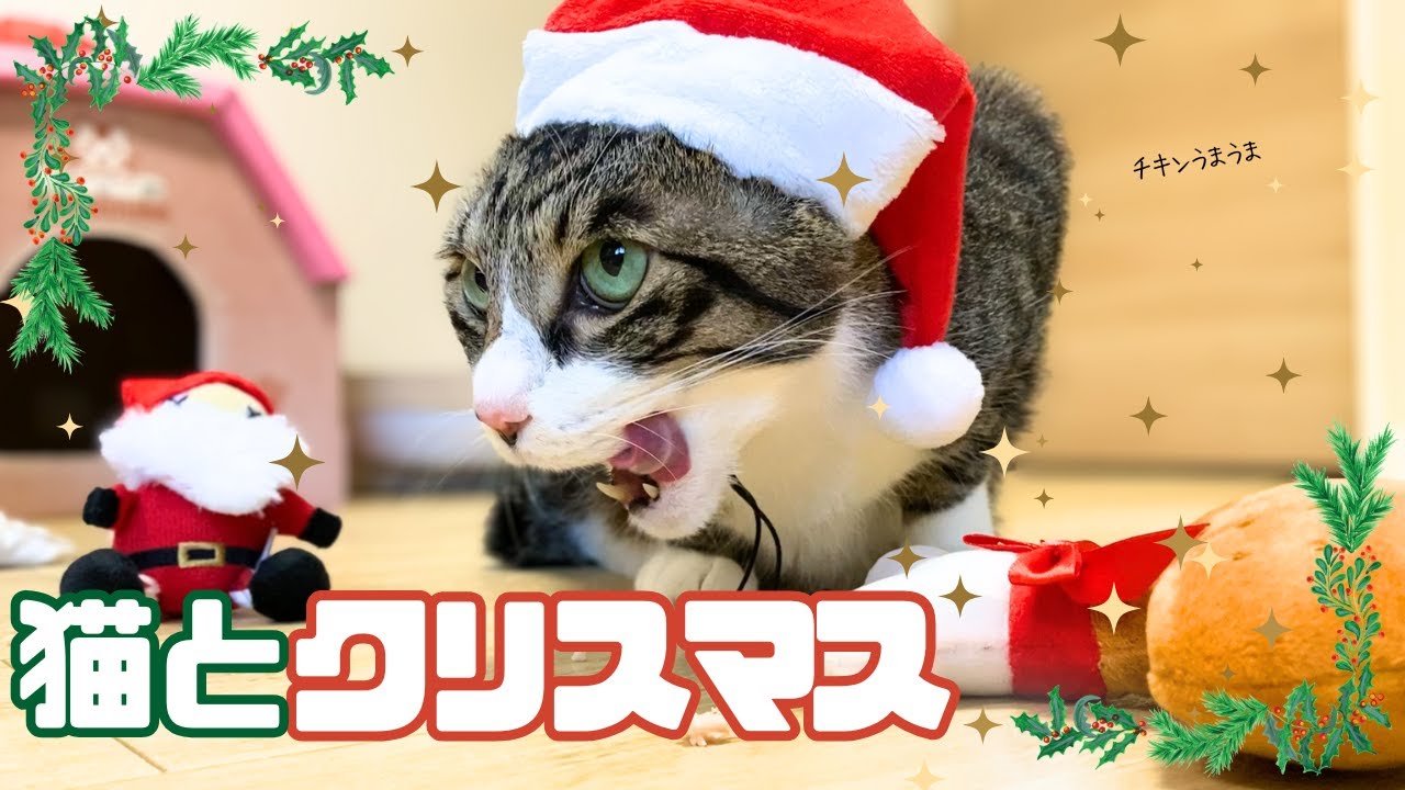 クリスマスを満喫する猫