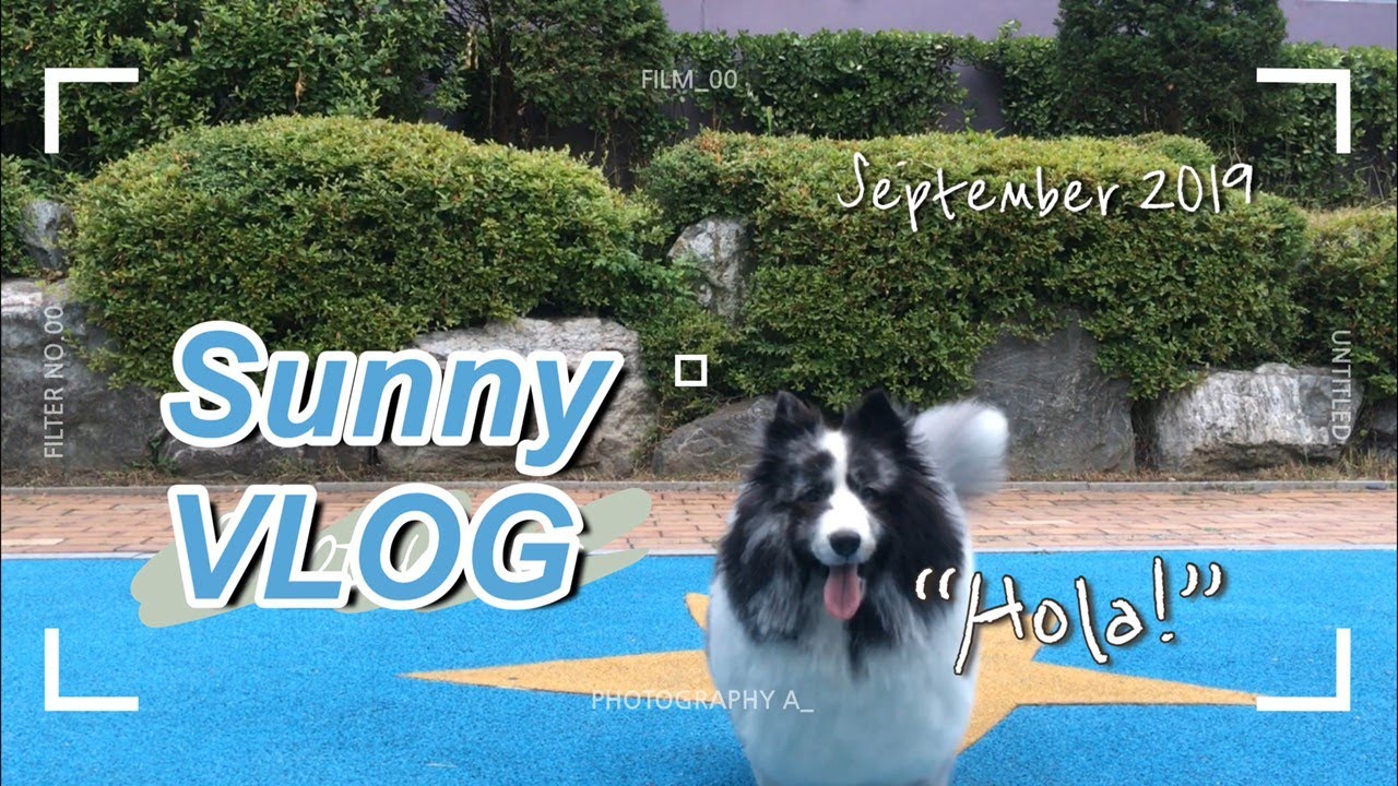 (dog vlog) 셔틀랜드쉽독 셀티 강아지 브이로그 / 썬이를 소개합니다! 강아지 산책하기