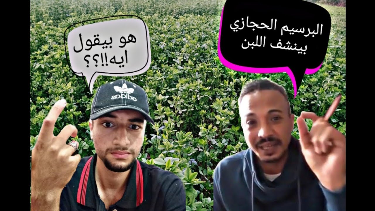 فوائد البرسيم الحجازي والرد ع اللي بيقول انه بينشف اللبن