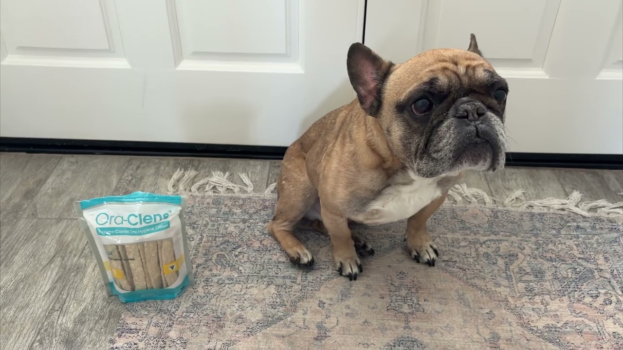 Do These Enzymatic Dental Chews Really Clean Dog Teeth?