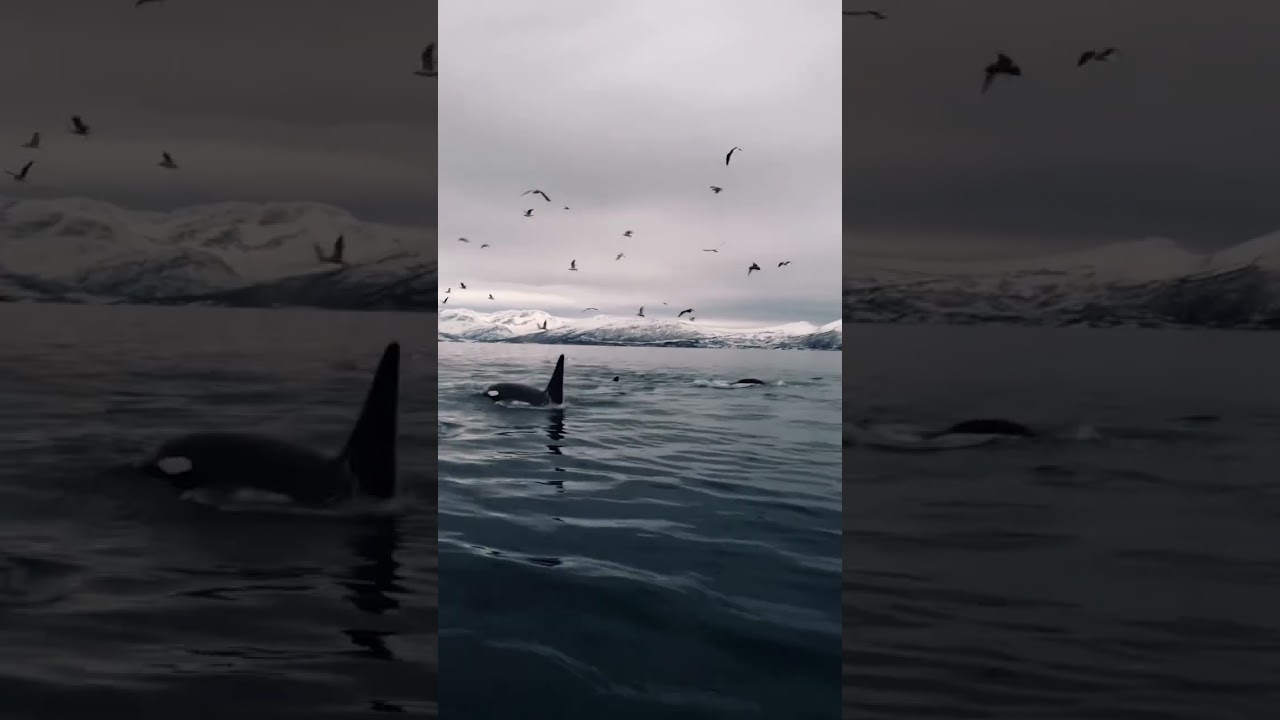 Касатки killerwhales 