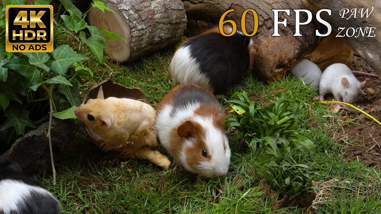 The Garden Social: Fluffy Guinea Pigs & Coconut Feast 🐹🌿 [NO ADS] 4K 60FPS