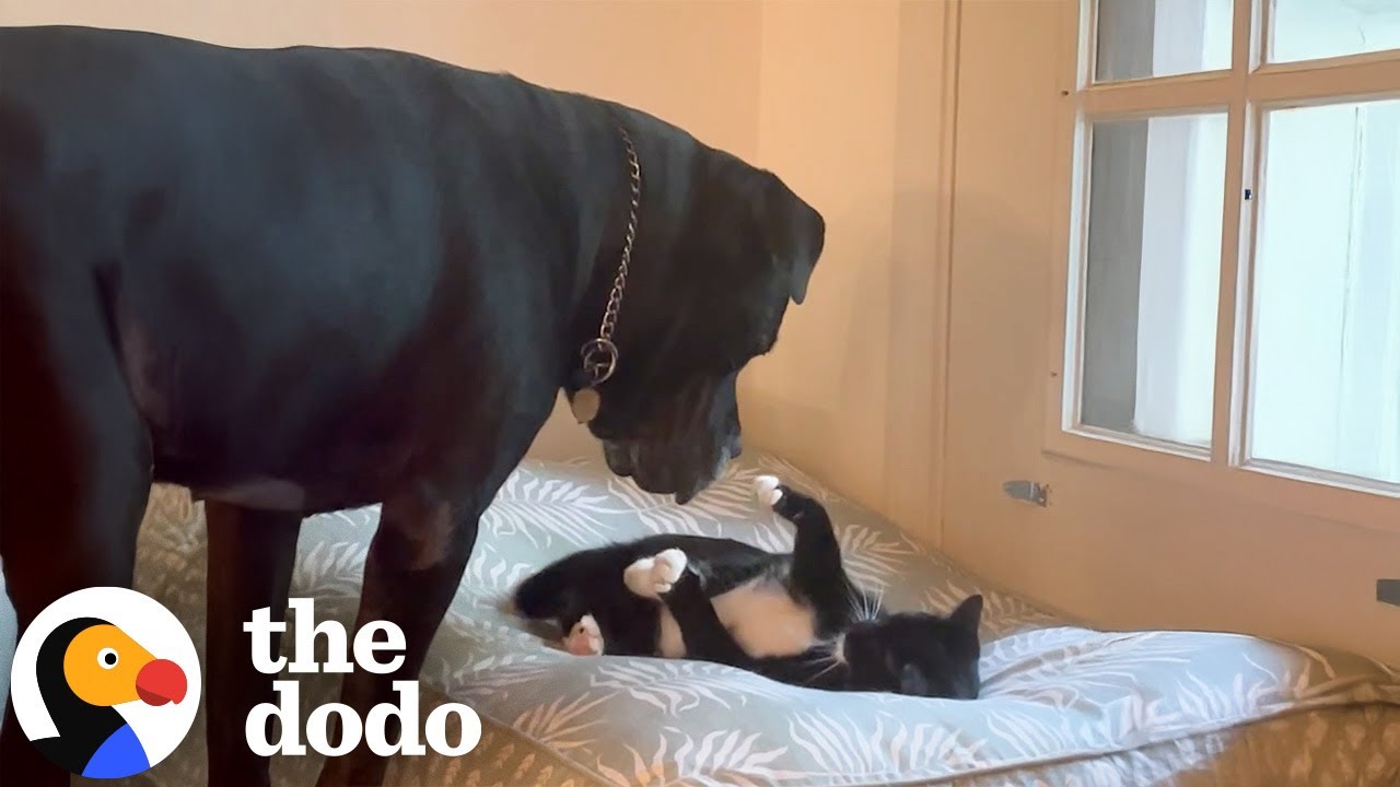 Kitten Is Emotional Support Animal To 120 Pound Mastiff | The Dodo