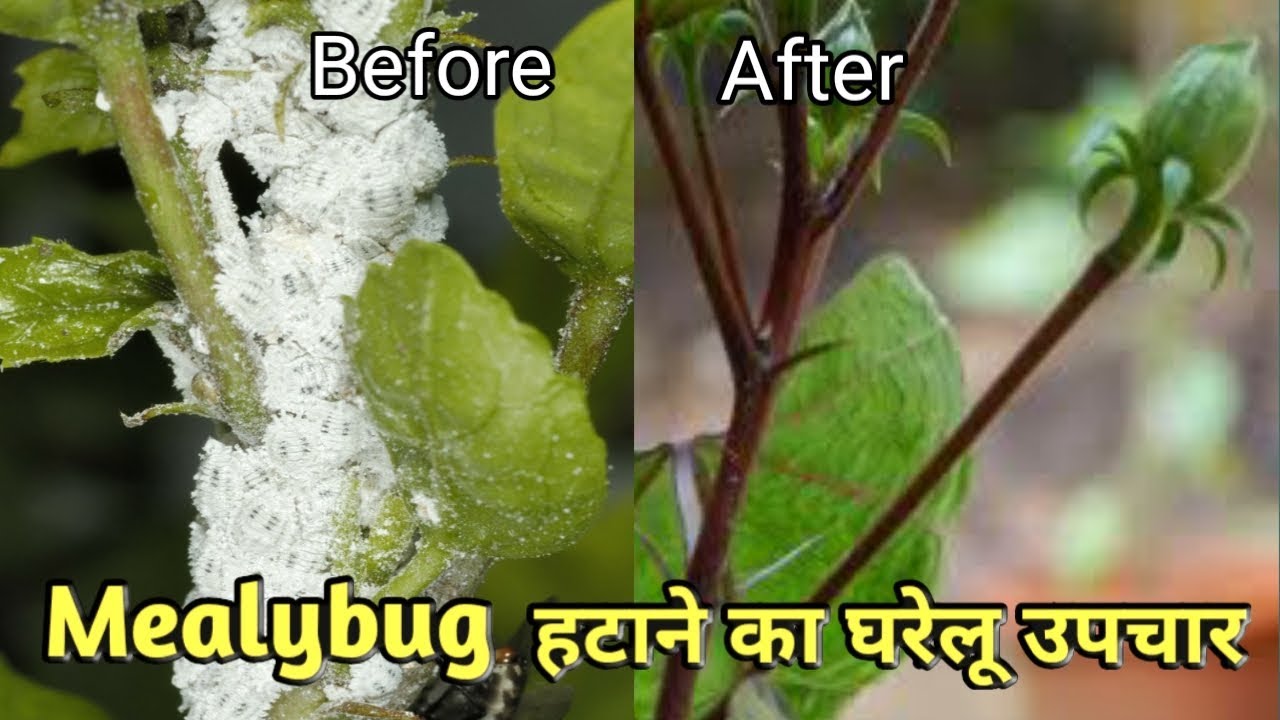 Mealybug हटाने का असान घरेलू उपचार | Homemade Bug Spray for Plants | Aphid Control