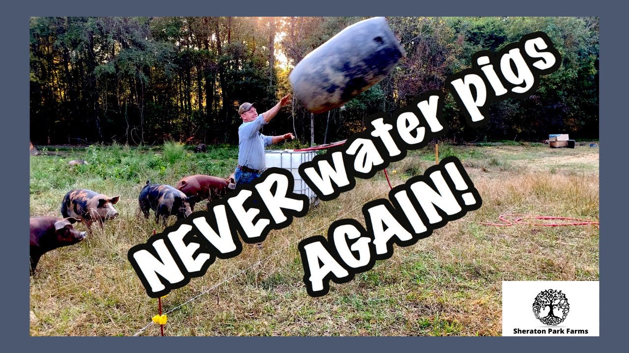 World's BEST Pig Waterer for Under $100 - Pastured Pork Automatic Pig Waterer