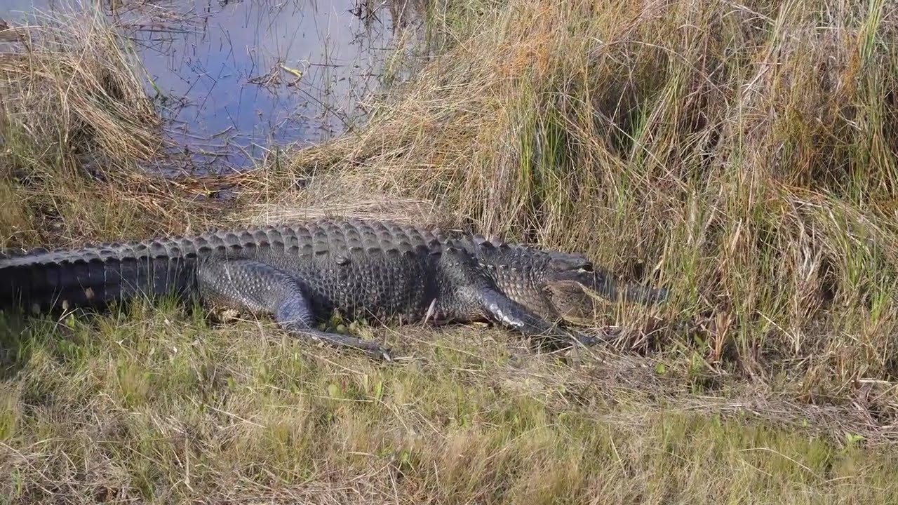 EVERGLADES NATIONAL PARK FLORIDA | HD TRAVEL DOCUMENTARY