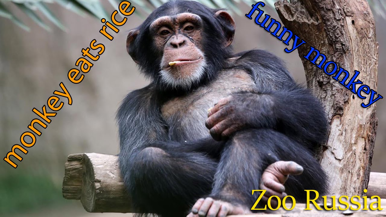 Monkey Eats Rice || Zoo Russia HD