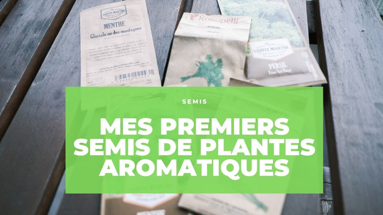 Mes premiers semis de plantes aromatiques : persil, ciboulette et menthe au programme