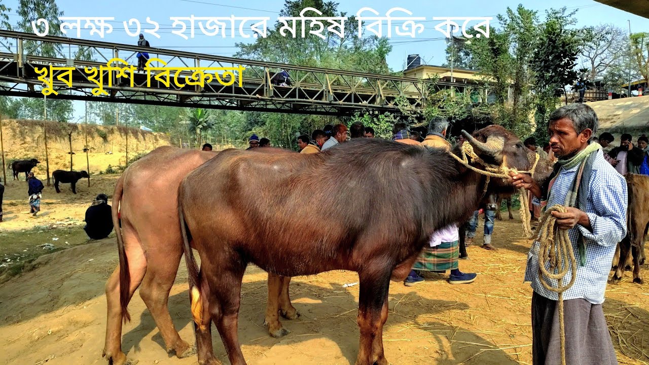 কাঙ্ক্ষিত দামে মহিষ বিক্রি করে বিক্রেতার চোখেমুখে আনন্দের ঝিলিক।