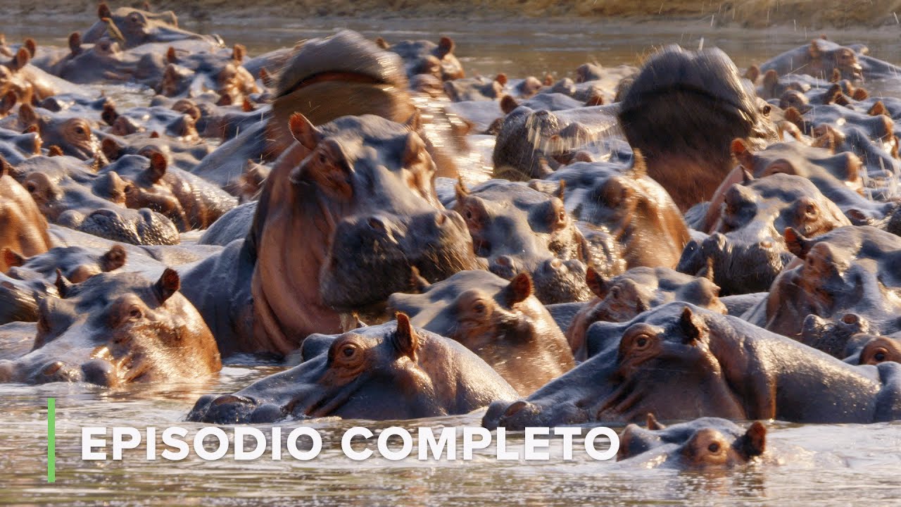 R&iacute;o Hipop&oacute;tamo 🐘 Cuentos de Zambia EP4 🍃 Love Nature