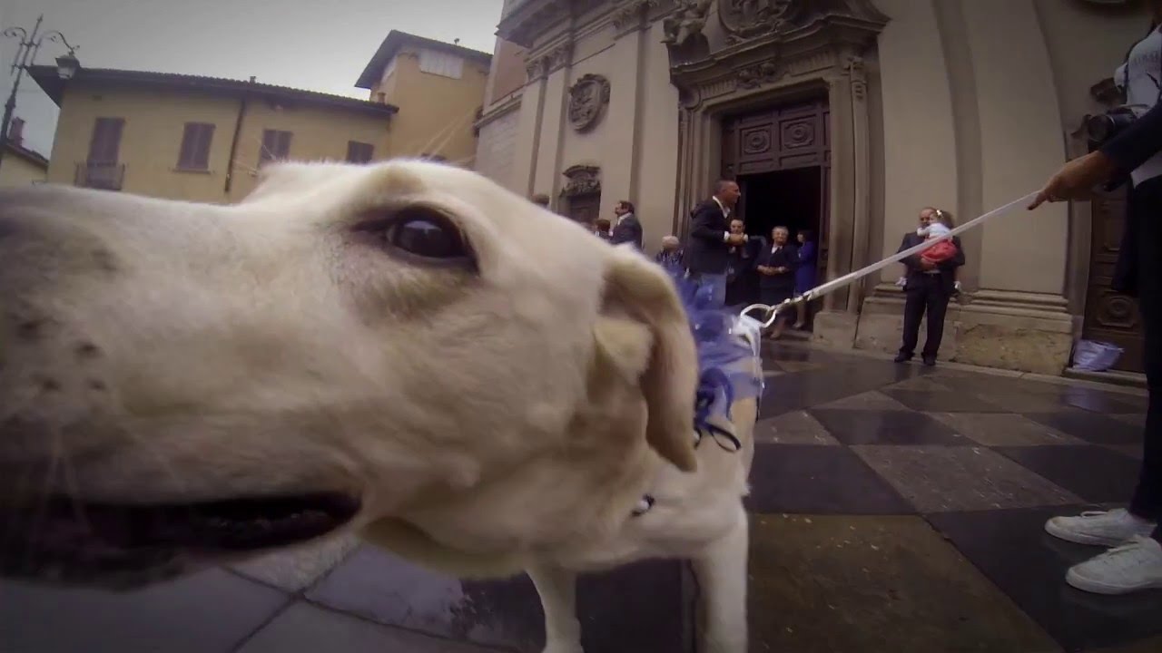 Video del matrimonio dal punto di vista del cane, prodotto dalla wedding dog sitter
