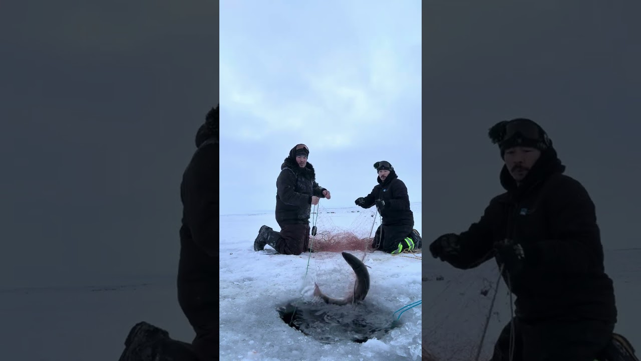 Checking the nets in Kovik River  #fishing #hunting 