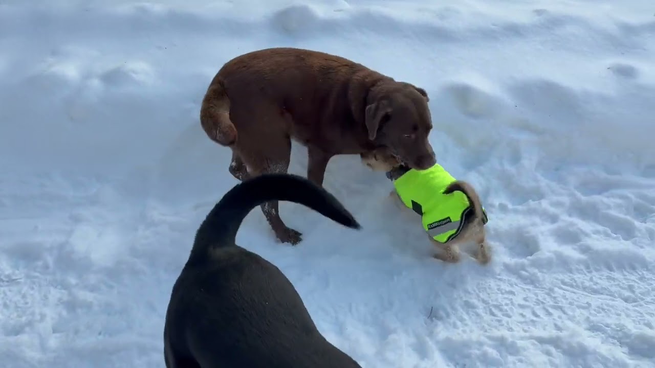 Dog chews 1/8/26